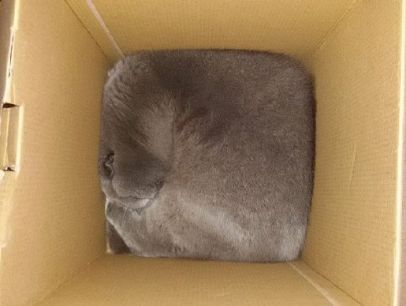 什么猫一看就特别狠,什么猫像假猫