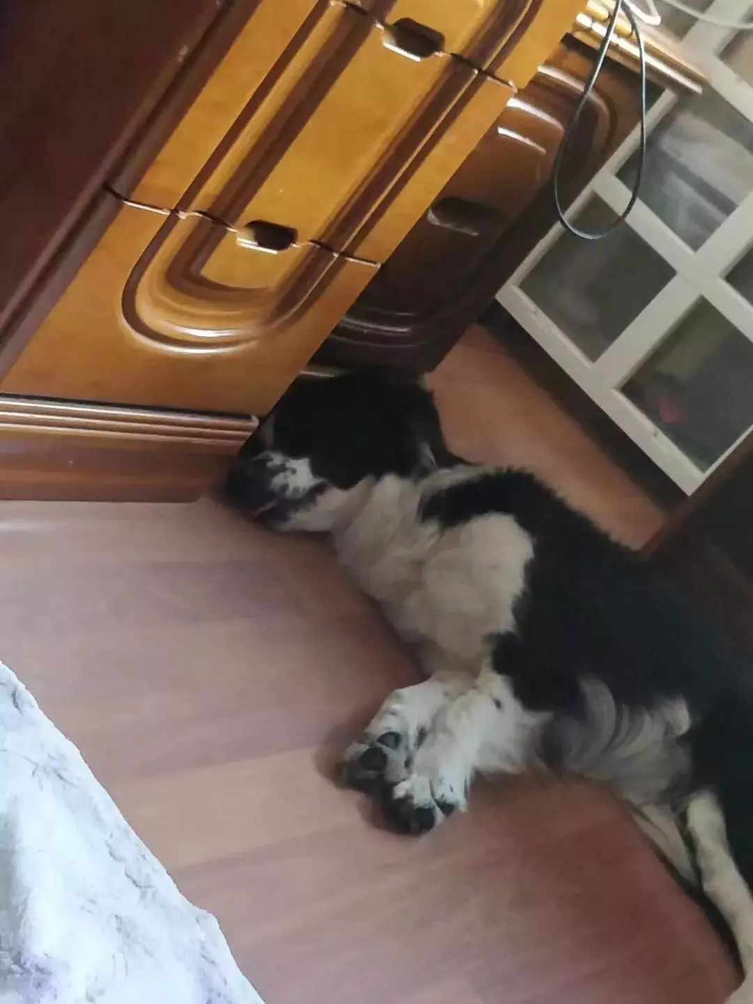 贵阳给狗狗办身份证,老狗办理电子犬证