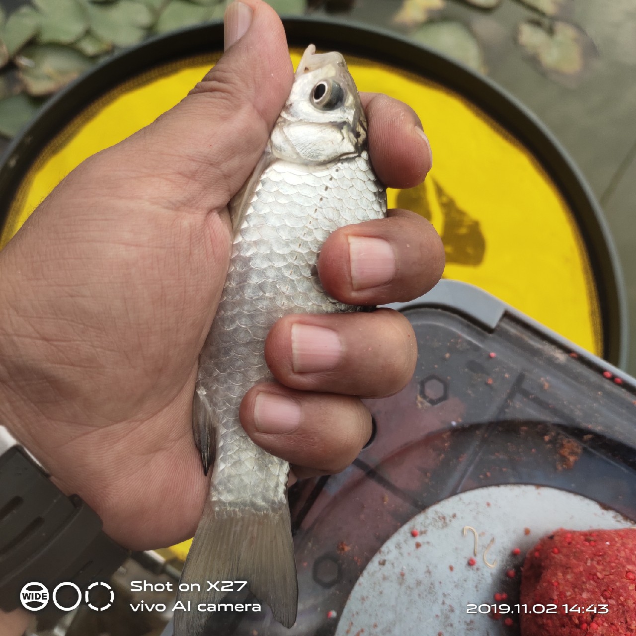 坚持就是胜利,收竿鱼喜获漂亮大板一尾