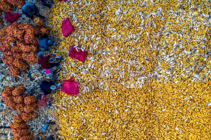 山西万荣汾河碧波,汾河岸边秋色美