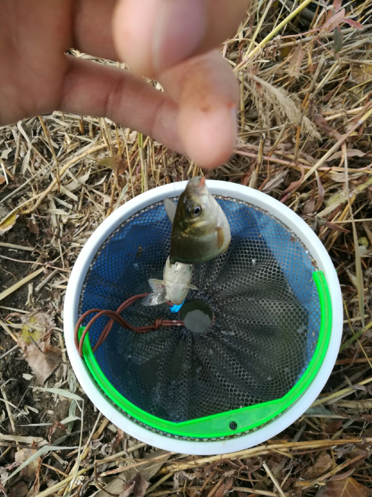 野钓小鲫鱼狂拉,野河钓小鲫鱼不小心钓到草鱼