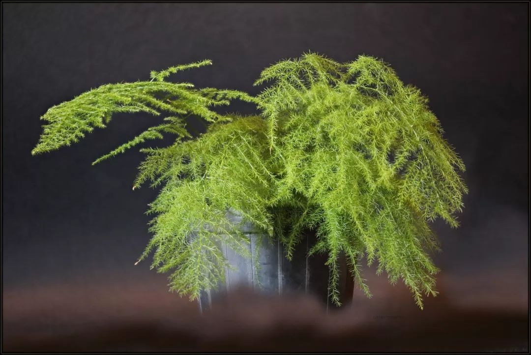 芦笋像竹子,芦笋是竹子的笋吗