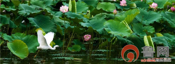 恒大地产淄博养生谷最新消息,淄博市恒大养生谷平面图