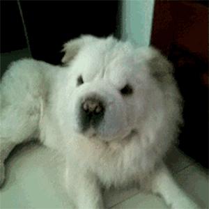 盘点狗狗智商排行榜前十,狗狗智商排行倒数20名