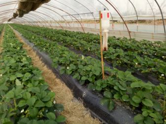 移栽草莓后的管理方法,草莓地膜覆膜后怎样管理