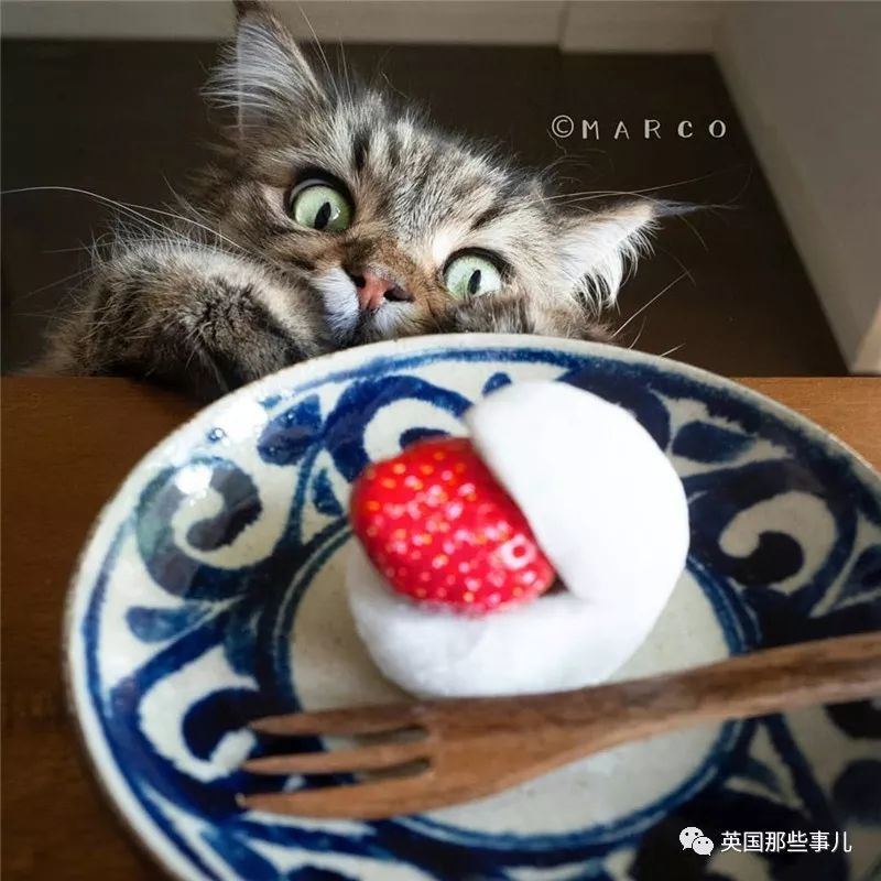 喵星人吃起来真香看的都想吃一口 (喂喵星人吃饭一副生无可恋的表情)