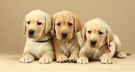 世界上哪只宠物狗最听话,哪一种宠物狗最可爱最听话最好养