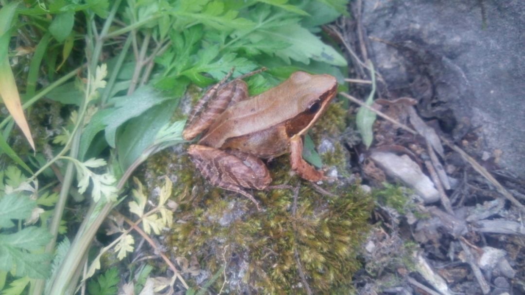 会弹琴的鱼,弹琴蛙图片