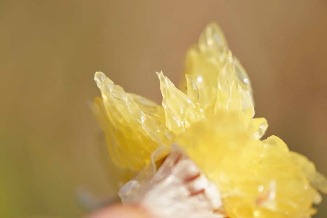 认识下广东人从小吃到大的宝藏水果,像冬季里清甜的山泉