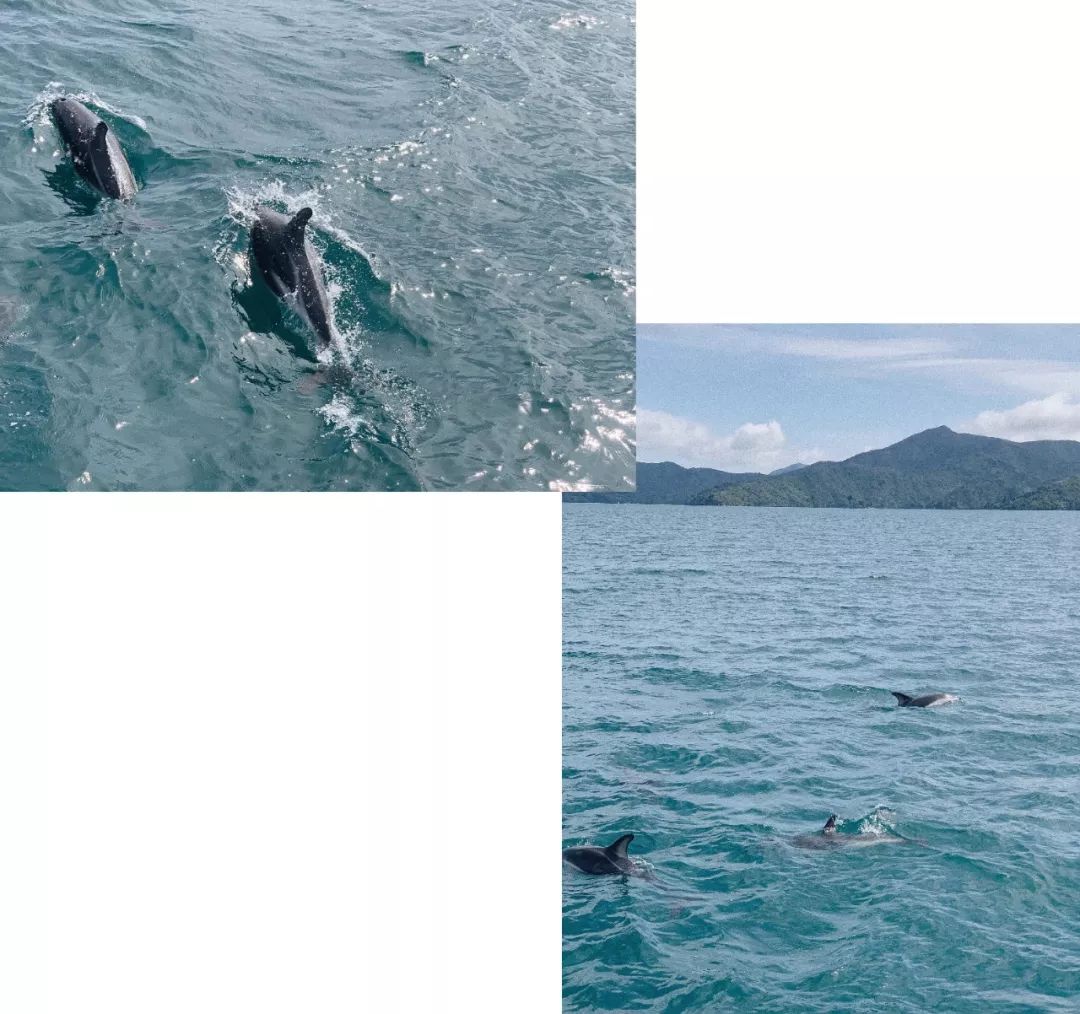 新西兰旅行的感受,新西兰旅游享受快乐每一天