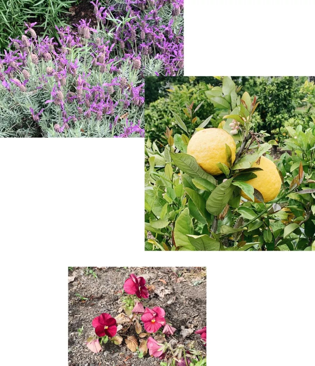 新西兰旅行的感受,新西兰旅游享受快乐每一天