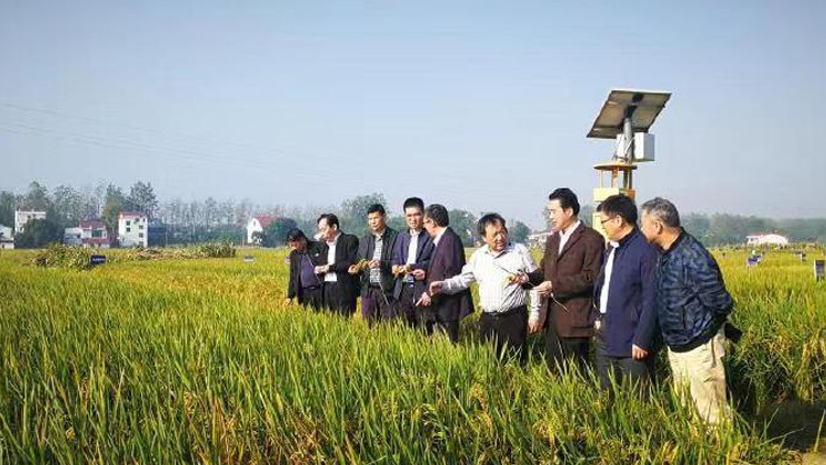 章莹颖案件纪录片视频,章莹颖案件纪录片下