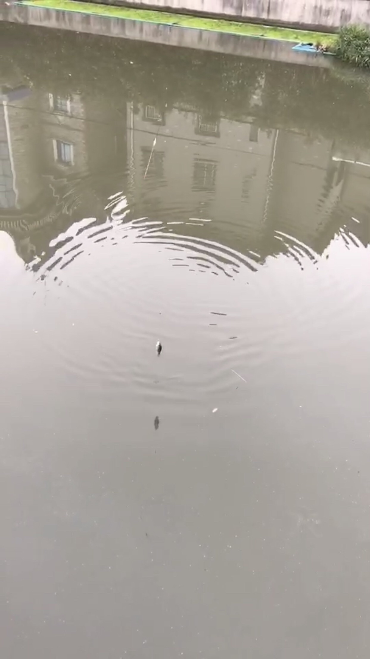 野钓垂钓实录,野钓钓鱼视频实战