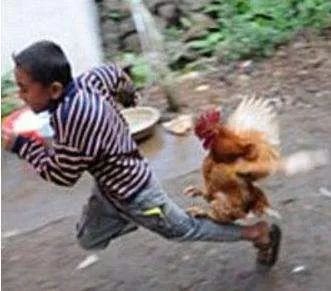 打鸡血有科学依据么,打鸡血真的可以使人亢奋吗