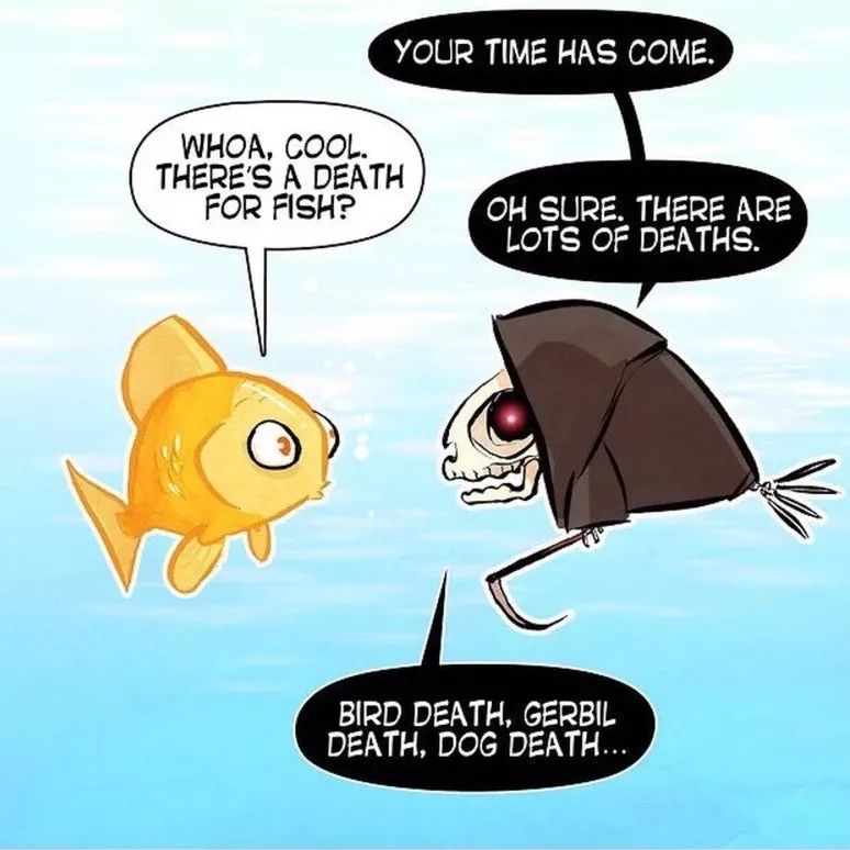 猫空中转体的动力学,猫空中转身的力学原理