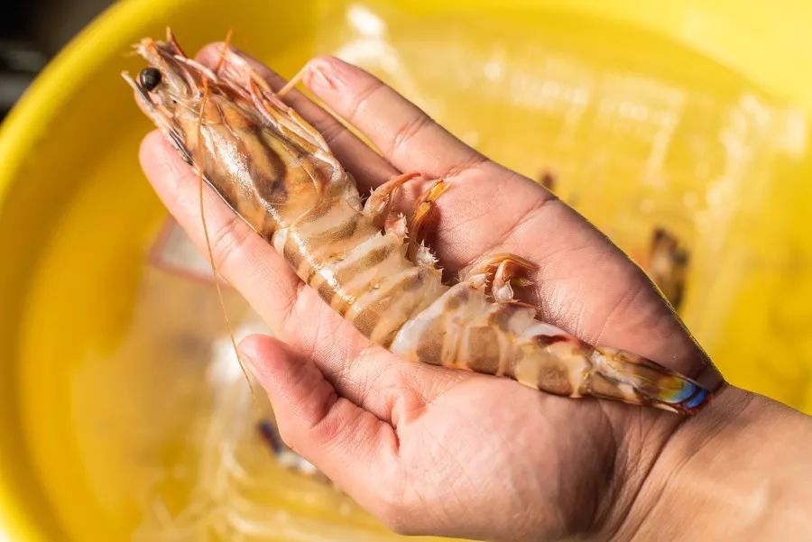 台湾评价吕四海鲜,吕四海鲜干货