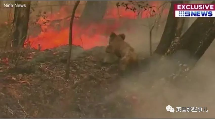 考拉面临功能性灭绝英语答案,导致考拉功能性灭绝的主要原因是