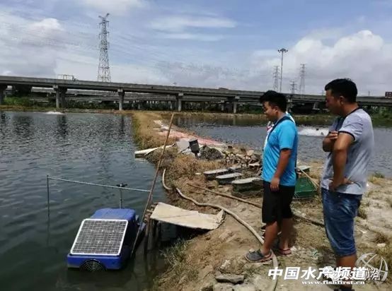 养虾的100大利润,养虾年入百万的人