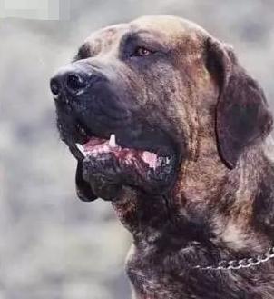 十大巨型犬种,10种大型犬