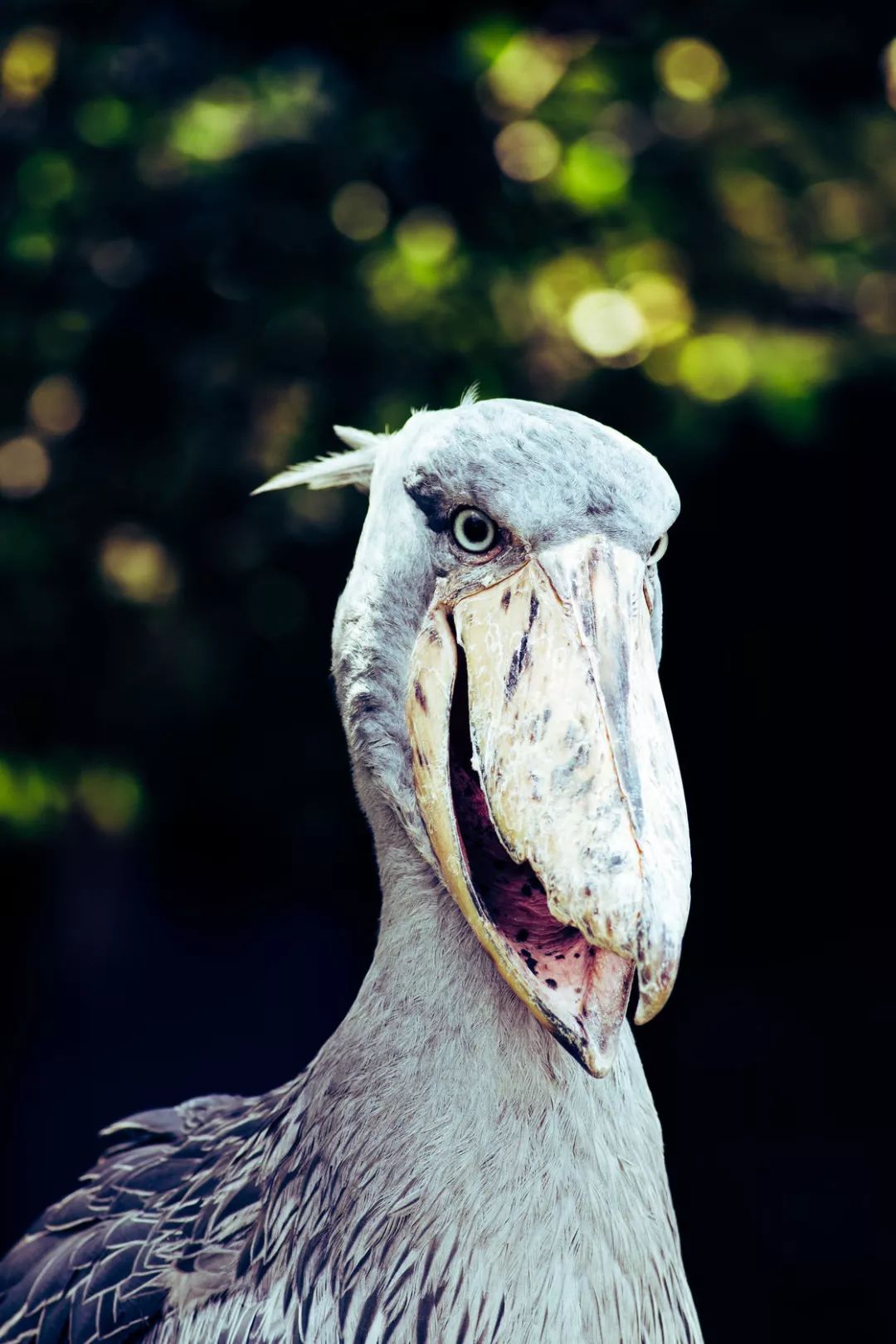 鹬鹛鹀䴓鸻鸫鹟鹎鹪鸲鹆䴙䴘鹒鸺鹠，你都认识吗？