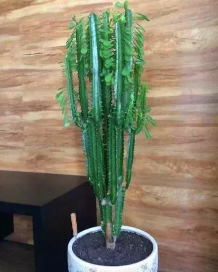 绿萝有毒吗是否适合养在卧室,绿萝真的有毒吗家里不能养吗