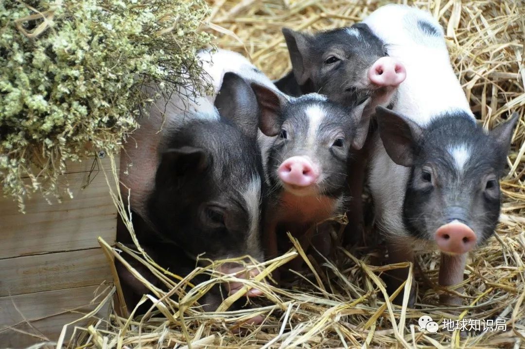 我们常吃的猪都是从哪儿来演化的,猪是从哪里来的