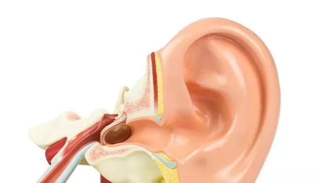 油耳糠耳,为什么有的人是油耳朵