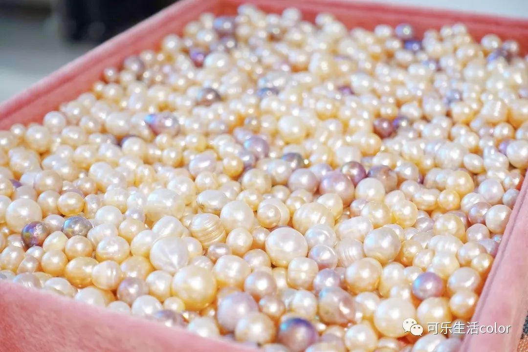 鲜活蚌珍珠探店,珍蚌开蚌珍珠diy体验馆从化