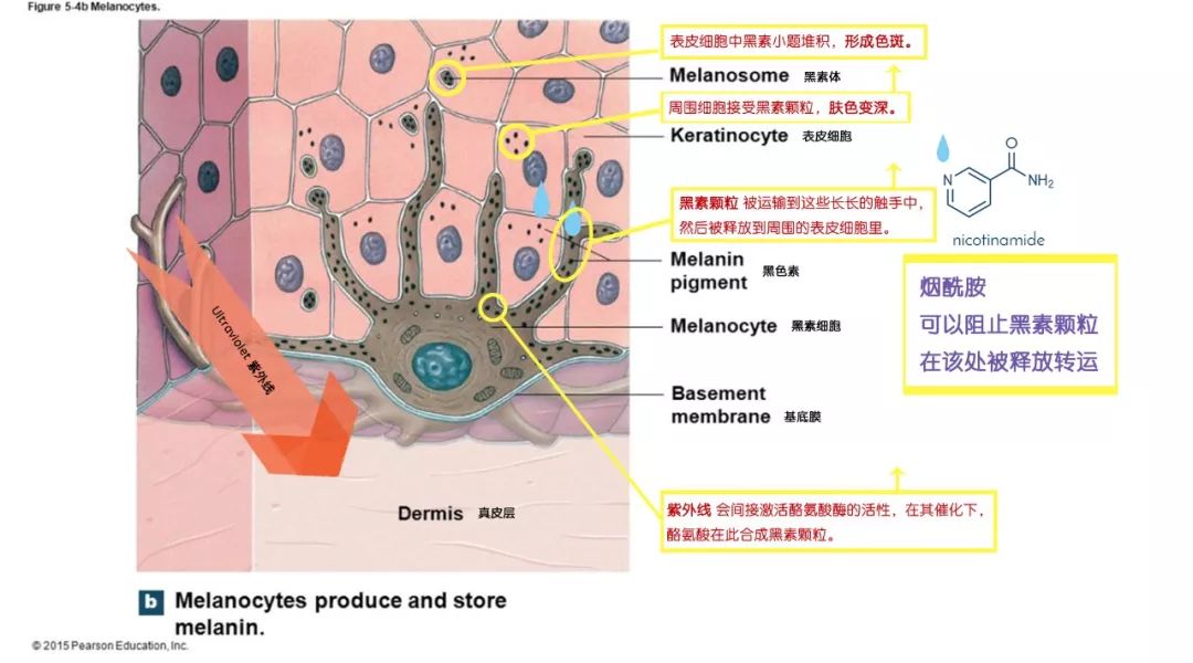 有没有什么方法变白一点,真正有效变白的护肤品