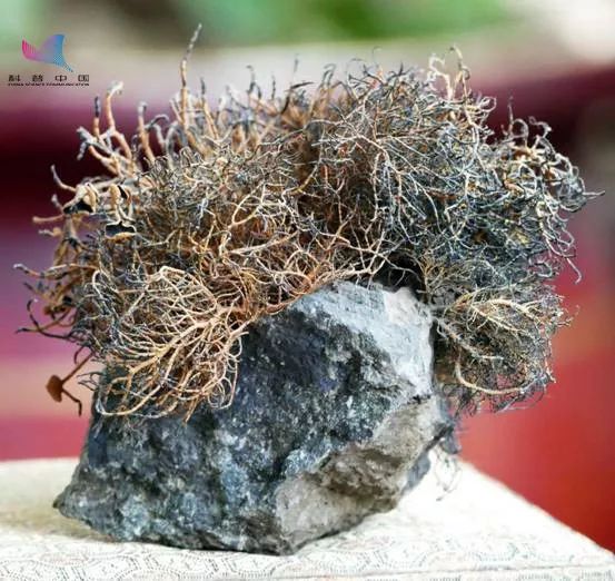 北极和南极哪里不一样,北极与南极