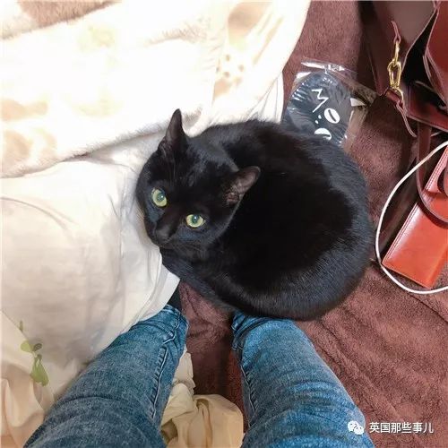 喵星人的日常图片大全,最好看的喵星人图片