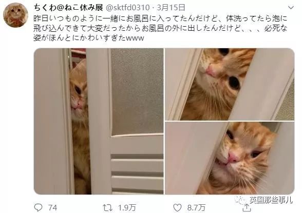 喵星人的日常图片大全,最好看的喵星人图片