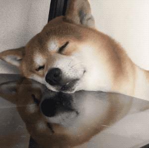 主人晚上不睡觉狗狗会困吗,狗狗睡了一整天还困正常吗