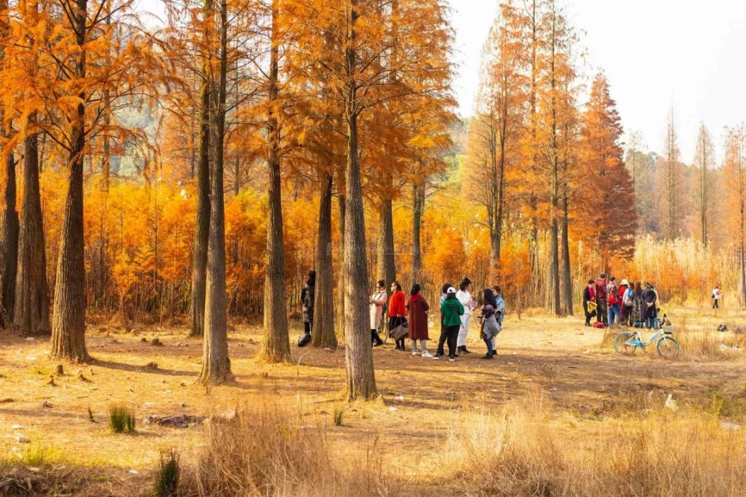 长沙梅溪湖拍照的网红打卡地,长沙梅溪湖网红打卡地在哪个站下