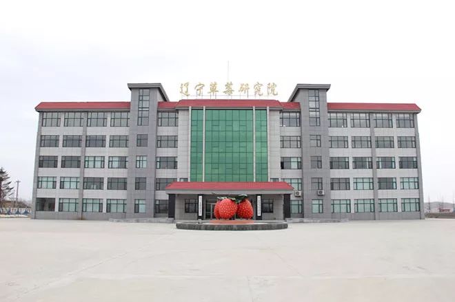 中国最甜草莓多少钱一斤,比鸡蛋大的草莓多少钱一斤