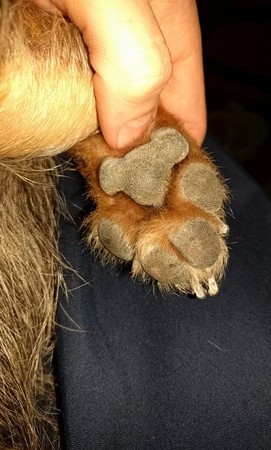 汪脚底藏无尾熊　网呆：我家的也有