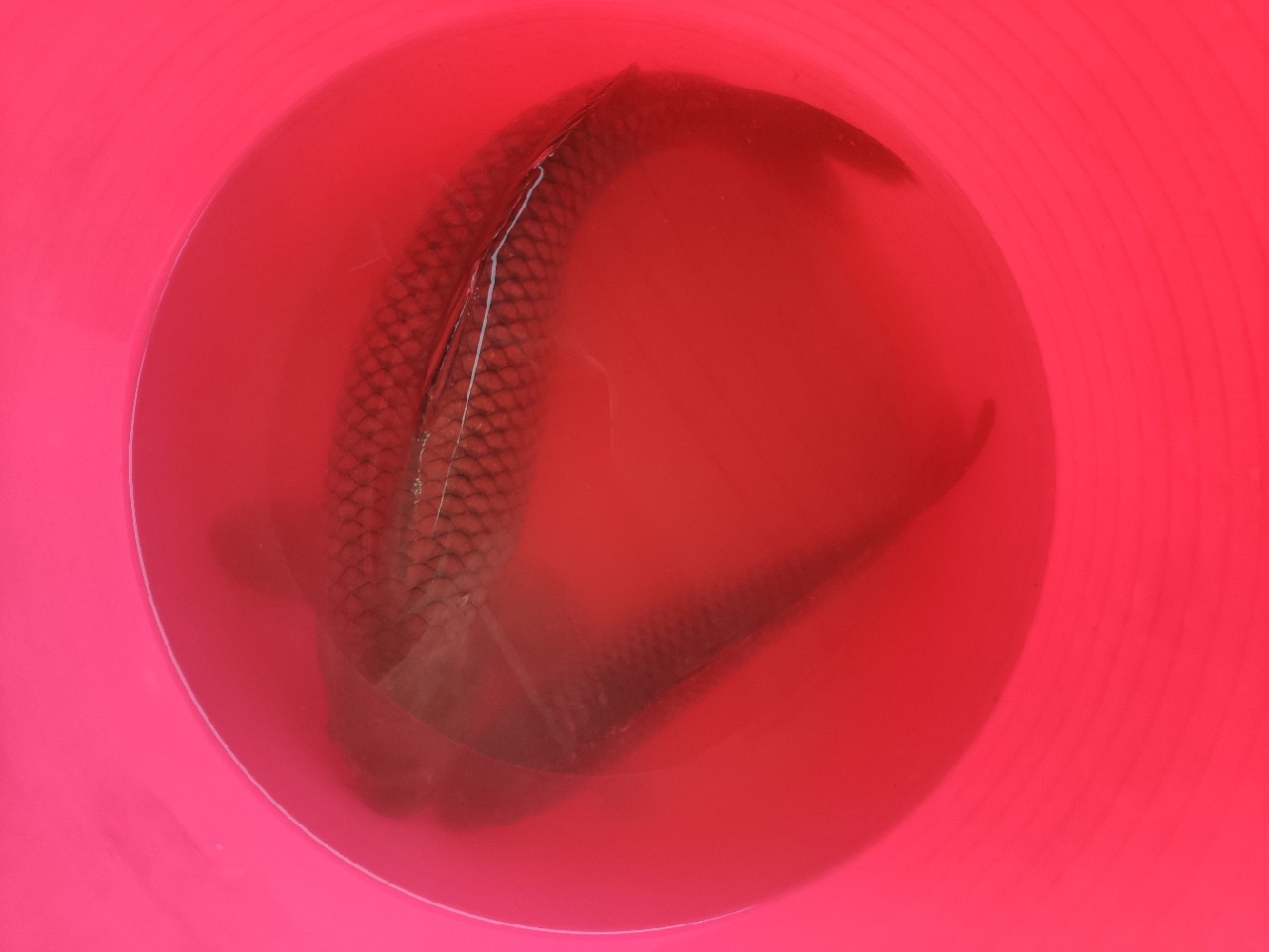 月光洞终于脱了半年的龟，尤其想念钓友的盒饭