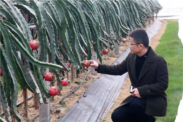 复旦博士10年前种下上海第一棵火龙果，如今成了千亩主题公园