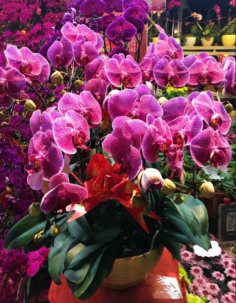 广州迎春花市哪里值得去,广州迎春花市指南