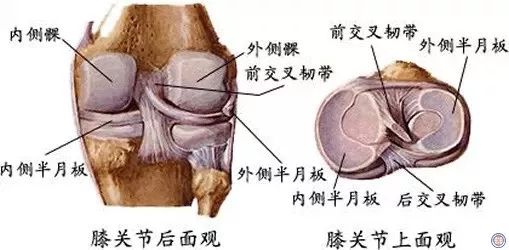 「骨科康复」有关半月板的十个问题，给你最详细的解答
