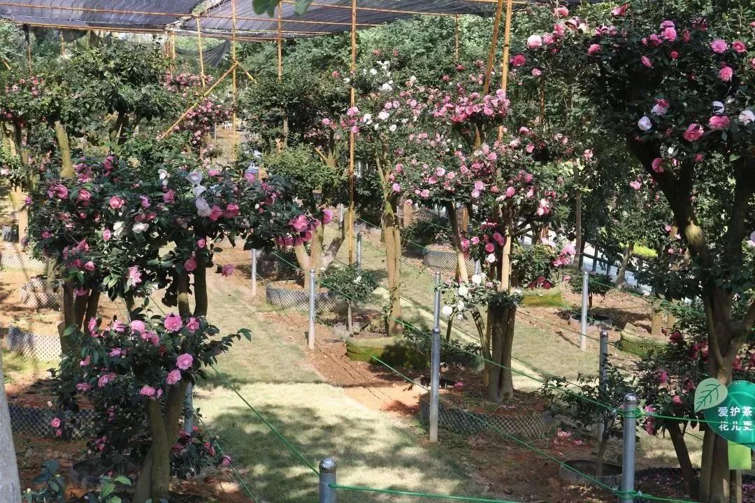 柳城周边游玩景点推荐,柳北旅游推荐