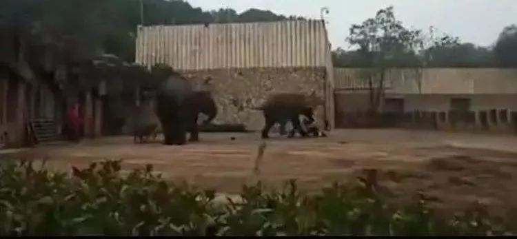 大象踩死驯养员官方通报,动物园回应大象踩死驯养员