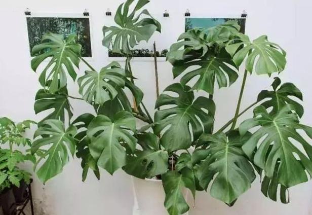 这3种花养在室内长得好,这3种绿植认真起来连细菌都害怕