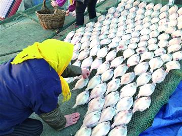 新年第一晒海边“晒鱼场”鱼干飘鲜香
