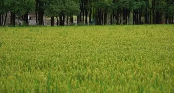 涓ゅ哺鍏变績涔℃潙鎸叴,鍙拌優鎰熷徆涔℃潙鎸叴