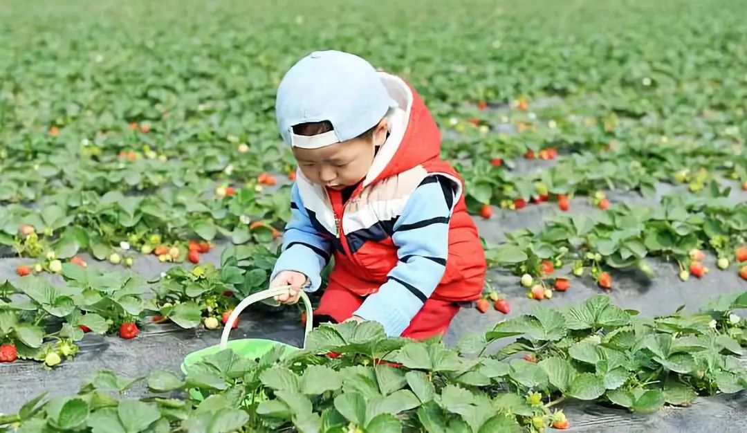 最便宜的草莓采摘方法,草莓采摘攻略怎样摘下来