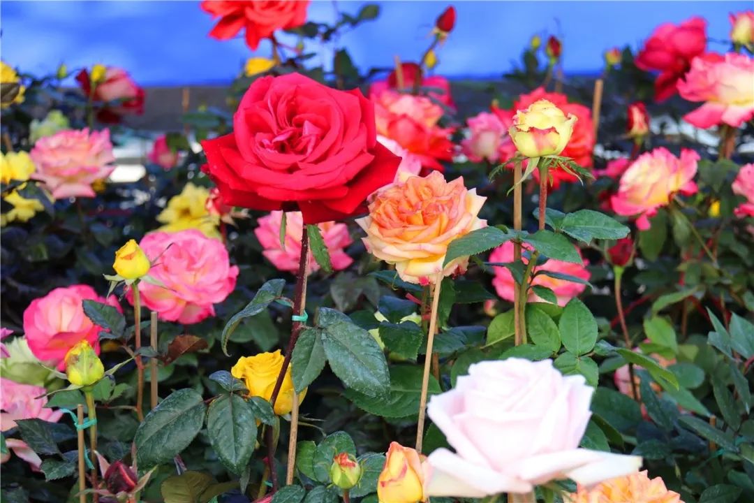 清远清新迎春花市2024年花市,清远2023迎春花市在哪里