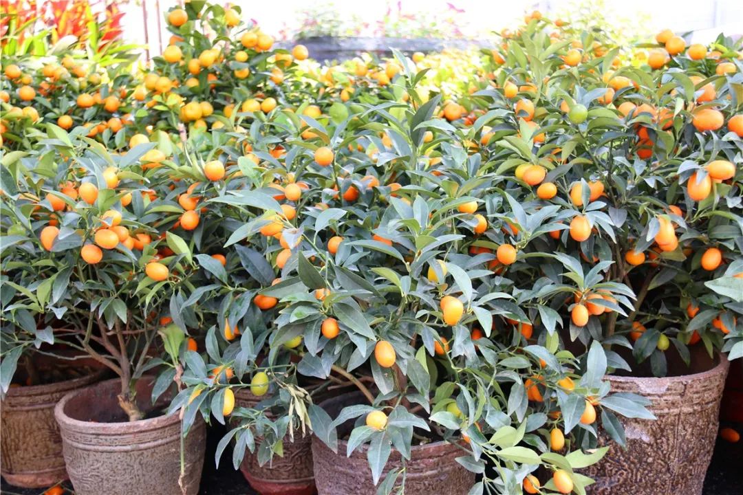 清远清新迎春花市2024年花市,清远2023迎春花市在哪里