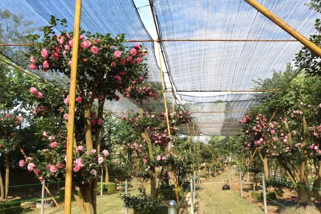 柳城周边游玩景点推荐,柳北旅游推荐