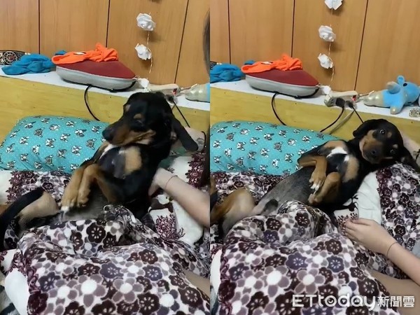 逛夜市心好累!狗狗腰软倒床赖皮 胖肚子扶不起来